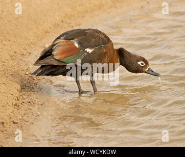 Female Australian Shelduck, Tadorna tadornoides, wading in pool of water in outback South Australia Stock Photo