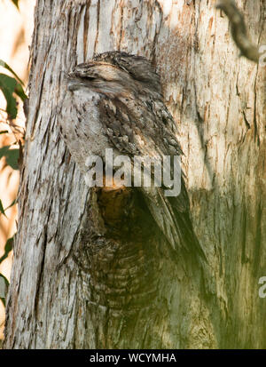 Two Australian Tawny frogmouths, Podargus strigoides, side by side and perfectly camouflaged against trunk of large tree in forest near Dorrigo NSW Stock Photo