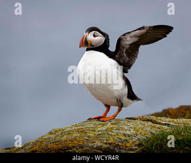 Atlantic Puffins during mating season Stock Photo