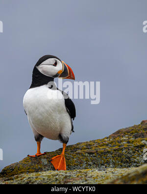 Atlantic Puffins during mating season Stock Photo