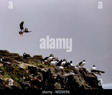 Atlantic Puffins during mating season Stock Photo