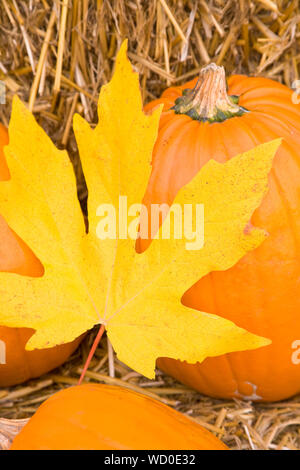 Pumpkins and bright yellow maple leaf on hay bales. Fall colors in the country seasonal background. Selective focus on leaf. Stock Photo