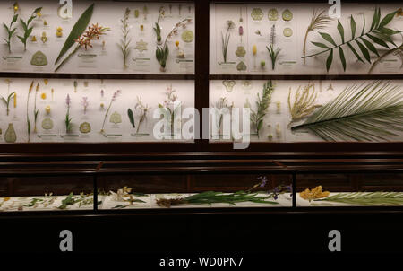 Glass Flowers: The Ware Collection of Blaschka Glass Models of Plants