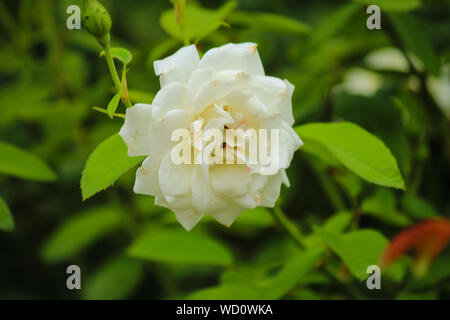 Rosa ‘Iceberg’ white Floribunda rose Stock Photo