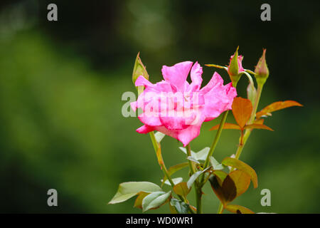 Handel Rose - Climbing Roses - Very Fragrant Stock Photo