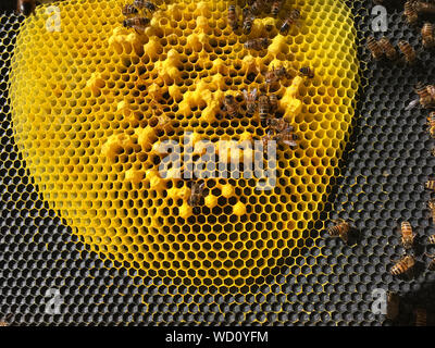 25c Honeybee coil single