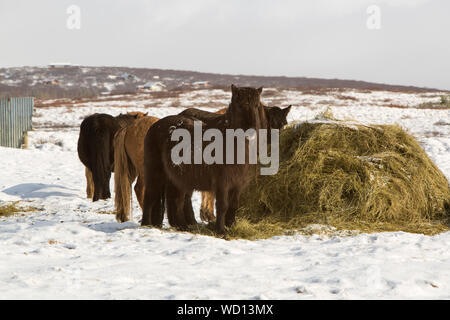 Icelandic Horses On Snow Covered Field During Winter