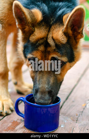 why does my german shepherd drink so much water