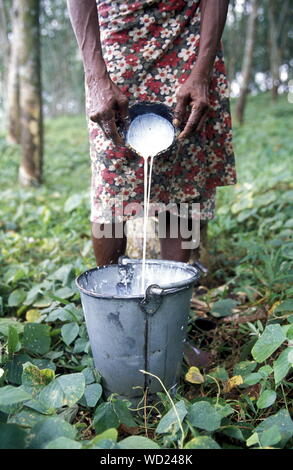 Midsection Of Woman Pouring Latex In Bucket From Coconut Shell