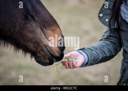 Low Section Of Hand Feeding Horse