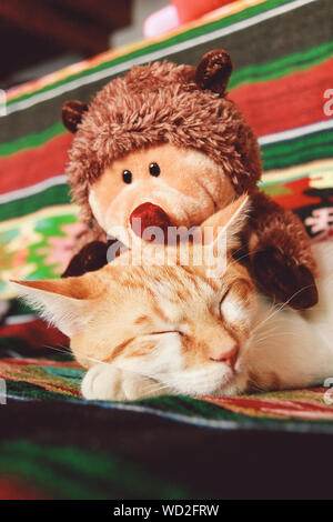 cat sleeping with stuffed animal