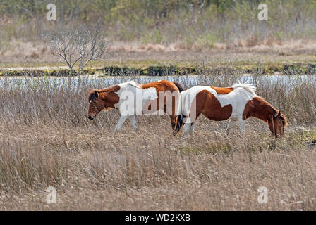 Chincoteague Ponies in a Coastal Wetland on Assateague Island National Seashore in Maryland Stock Photo