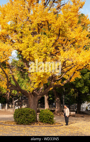 NOV 29, 2018 Tokyo, Japan - Asian Japanese old man stand under autumn yellow big gingo tree with fallen leaves on ground. Beautiful Ueno park in autum Stock Photo