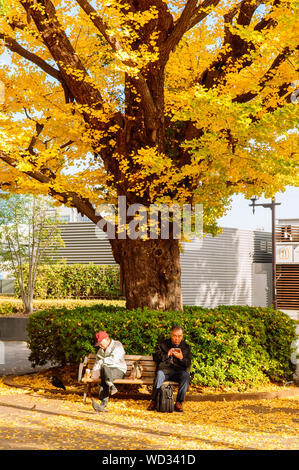 NOV 29, 2018 Tokyo, Japan - Japanese people sit on wooden benches under autumn yellow big gingo tree. Beautiful Ueno park in autumn Stock Photo