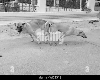 Dogs Mating On Road Stock Photo - Alamy
