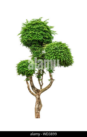 Tree dwarf tamarind beautiful isolated on white background Stock Photo