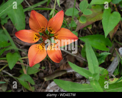 Wild tiger lily blossom surrounded by scattered leaves. Photographed with shallow depth of field. Stock Photo