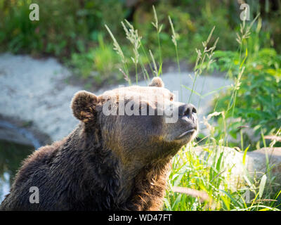 Coola, a resident grizzly bear (Ursus arctos horribilis) of the bear sanctuary at Grouse Mountain, North Vancouver, British Columbia, Canada. Stock Photo