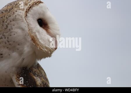 Close-up Of Barn Owl Against Clear Sky