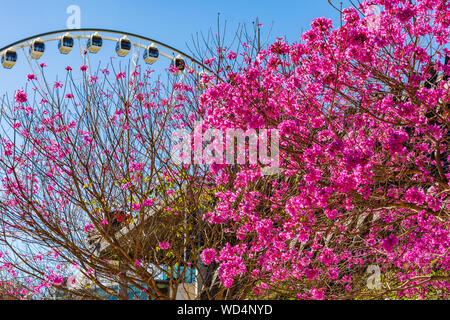 Pink Trumpet Flowers in Bloom on a tree in the City of Brisbane Australia, with a Ferris Wheel in the background Stock Photo