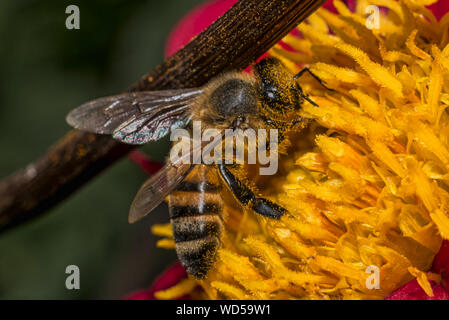 Honey bee (Apis mellifera) sitting on a red dahlia flower, macro, shallow dof. Stock Photo