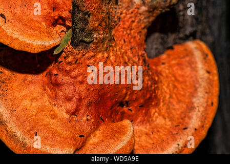 Pycnoporellus fulgens, an orange bracket fungus growing on birch in Argentina. Pycnoporus cinnabarinus Stock Photo