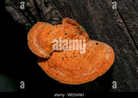 Pycnoporellus fulgens, an orange bracket fungus growing on birch in Argentina. Pycnoporus cinnabarinus Stock Photo