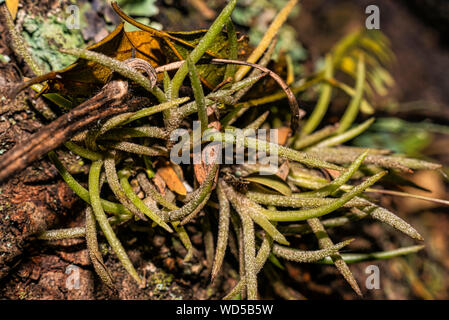 Air plant Tillandsia on the trunk of the tree. Stock Photo