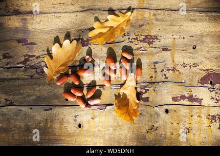Three fallen yellow oak tree leaves and red acorns on old wooden board background close up, golden autumn foliage on bench in park, fall season Stock Photo