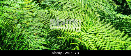 Beautiful natural fern pattern background made from bright green fern leaves. Stock Photo