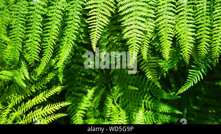 Beautiful natural fern pattern background made from bright green fern leaves. Stock Photo