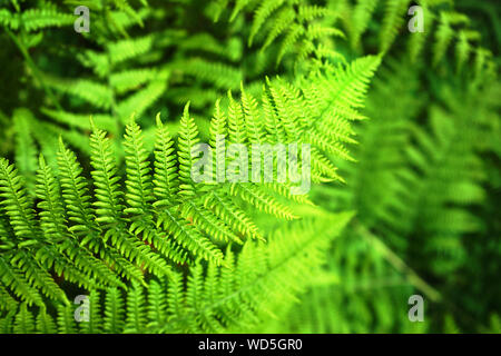 Beautiful natural fern pattern background made from bright green fern leaves. Stock Photo
