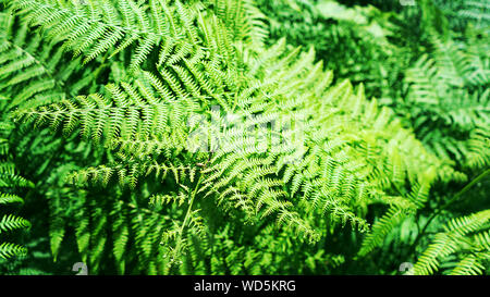 Beautiful natural fern pattern background made from bright green fern leaves. Stock Photo