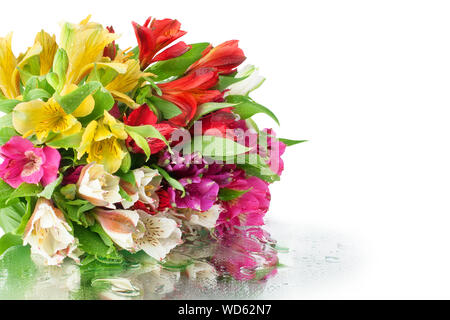 Multicolored alstroemeria flowers bouquet on white mirror background in water drops isolated closeup, lily flowers holiday poster greeting card design Stock Photo