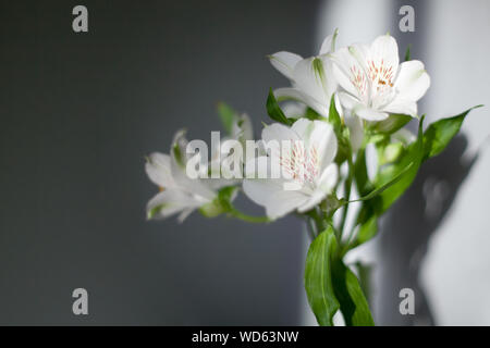 White alstroemeria flowers with green leaves on gray background in sunlight closeup, delicate lily flower bunch for decorative holiday poster, tender Stock Photo