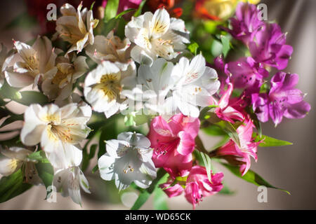 White and multicolored lily flowers on  blurred background closeup, soft focus lilies flower arrangement, beautiful holiday artistic floral image Stock Photo