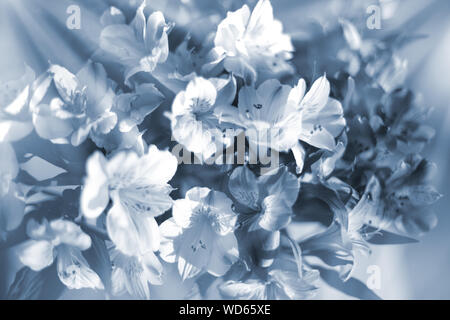 Beautiful floral background in light blue and white soft colors, lily flowers in sun rays closeup, blurred bokeh delicate flower composition, festive Stock Photo