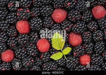 Background from fresh organic blackberries and raspberries, close up. Lot of ripe juicy wild fruit raw berries lying on the table. Top view blackberry Stock Photo