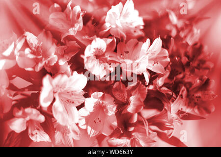 Beautiful floral background in warm red and white soft colors, lily flowers bouquet in sun rays close up, delicate pink flower arrangement Stock Photo