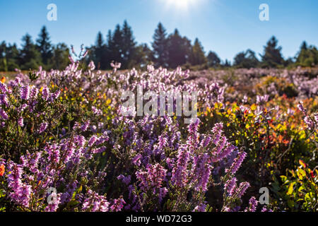 Close-up of a heather heath in the Scottish wild Stock Photo - Alamy