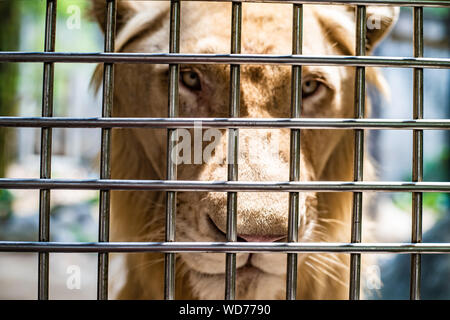 A sad lioness in the cage of the zoo. A lonely lioness is locked