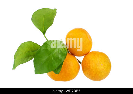 Orange mandarines or tangerines with green leaves on a white background isolated close up Stock Photo
