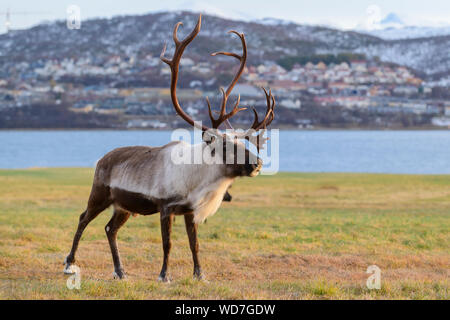Reindeer, Rangifer tarandus, Tromso, Norway Stock Photo