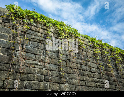 Virginia creeper vine on an old stone wall with dramatic blue sky. Stock Photo