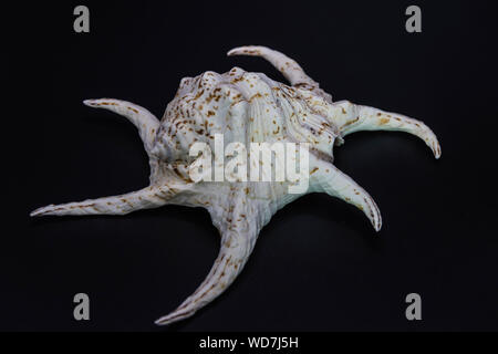 Giant Harpago sp. sea spider conch shell on the black background on the black background Stock Photo