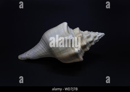 White shell of the giant sea snail from family Strombidae on black background on the black background Stock Photo