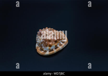 Shell of the sea gastropod mollusk on the black background on the black background Stock Photo