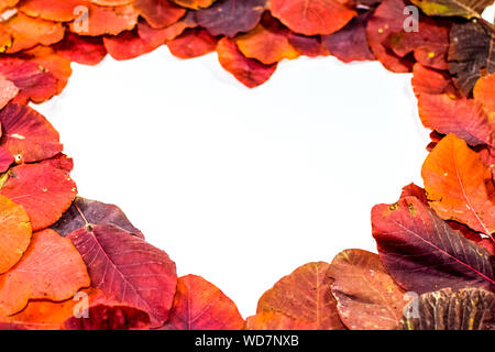 Autumn red leaflets of cotinus coggygria on a white background in the shape of a heart. copyspace of autumn leaves. Stock Photo