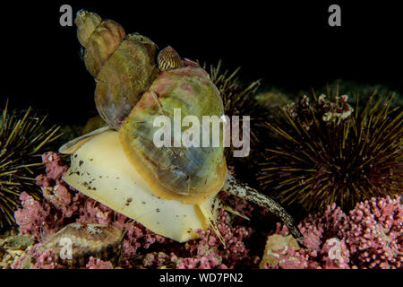 common whelk, waved buccinum, Buccinum undatum, Kvaloyvagen, Norway, Atlantic Ocean Stock Photo