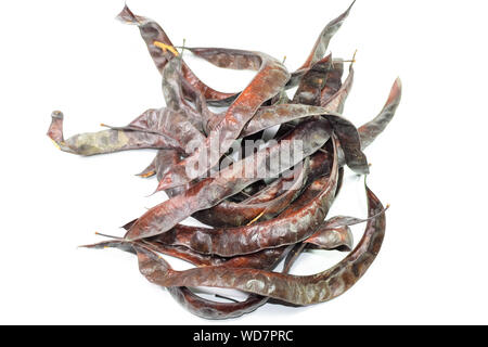 Gleditsia triacantnos, pods on a white background Stock Photo